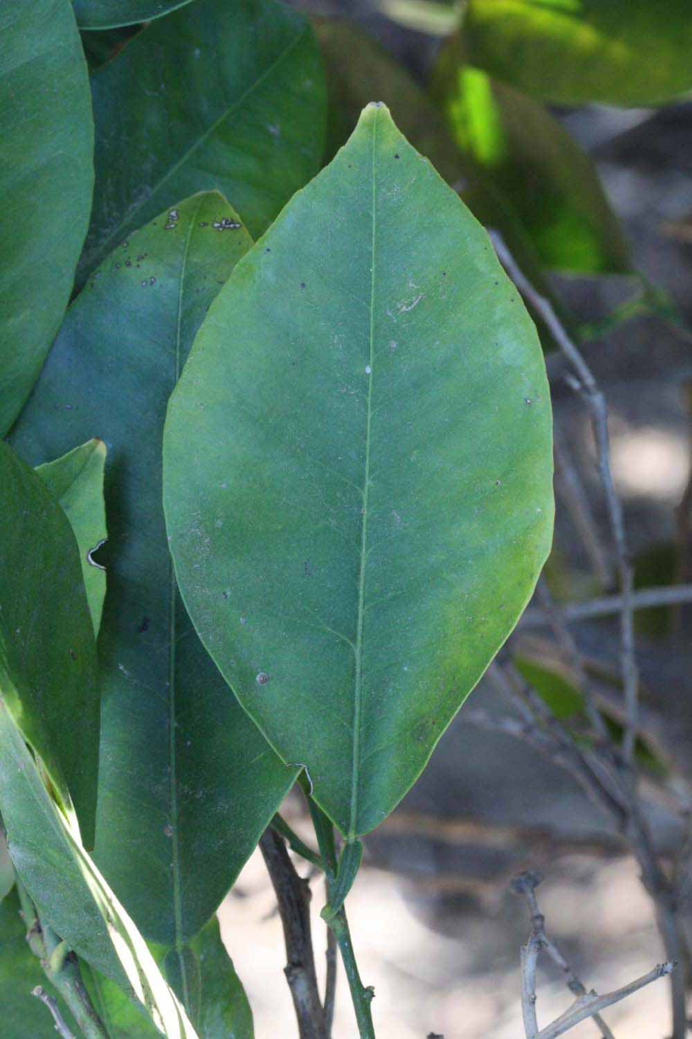              Unifoliolate leaf (Riverside, CA)       